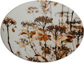 Dibond Ovaal - Bruine Bloemen en Planten met Grijze Achtergrond - 96x72 cm Foto op Ovaal (Met Ophangsysteem)