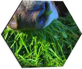 WallClassics - Dibond Hexagone - Nez de vache - Photo 30x26,1 cm sur hexagone (avec système de suspension)