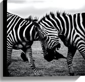 WallClassics - Canvas - Stoeiende Gestreepte Zebra's in het Zwart- wit - 40x40 cm Foto op Canvas Schilderij (Wanddecoratie op Canvas)