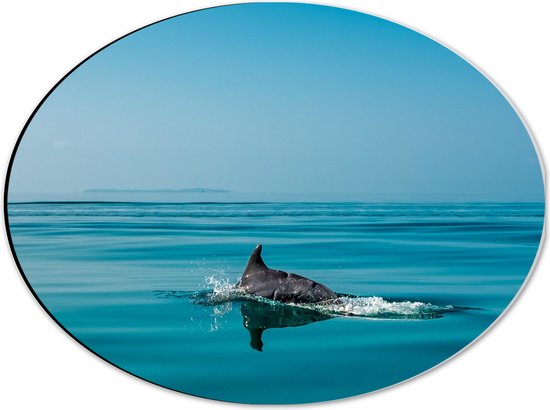 WallClassics - Dibond Ovaal - Vin van Dolfijn boven Wateroppervlak - 40x30 cm Foto op Ovaal (Met Ophangsysteem)
