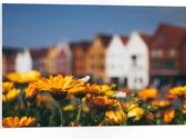 PVC Schuimplaat - Geel Bloemenveld voor Rij Amsterdamse Grachtenpanden - 75x50 cm Foto op PVC Schuimplaat (Met Ophangsysteem)