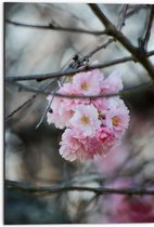 Dibond - Licht Roze Bloemen aan een Tak - Sakura - 50x75 cm Foto op Aluminium (Met Ophangsysteem)