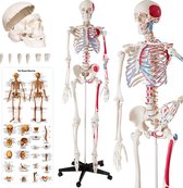 Model menselijk skelet + spiermarkering op staander - incl. poster met namen van spieren en botten - 401755