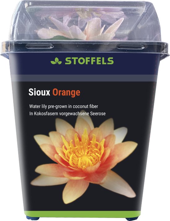 Stoffels Waterlelie - Sioux Orange