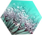 WallClassics - PVC Schuimplaat Hexagon  - Close up van Waterdruppels op Paardenbloem - 60x52.2 cm Foto op Hexagon (Met Ophangsysteem)