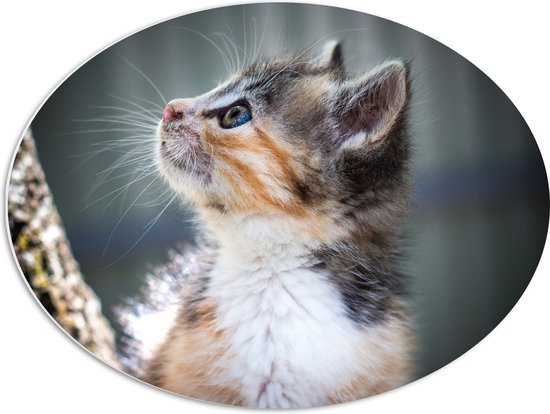 WallClassics - PVC Schuimplaat Ovaal - Kitten in Boom - 68x51 cm Foto op Ovaal  (Met Ophangsysteem)