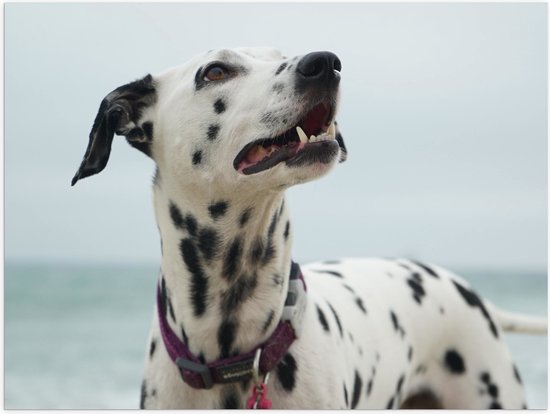 WallClassics - Poster Glanzend – Dalmatier aan de Zee - 40x30 cm Foto op Posterpapier met Glanzende Afwerking