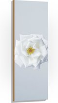 WallClassics - Hout - Witte Bloem op Lichtgekleurde Achtergrond - 40x120 cm - 9 mm dik - Foto op Hout (Met Ophangsysteem)