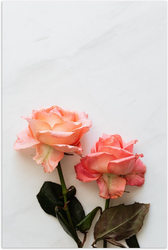 Poster (Mat) - Duo Roze Bloemen op Witte Achtergrond - 70x105 cm Foto op Posterpapier met een Matte look