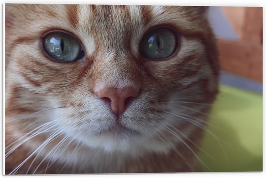 WallClassics - PVC Schuimplaat- Oranje Kater met Groene Ogen - 60x40 cm Foto op PVC Schuimplaat