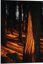 WallClassics - PVC Schuimplaat- Oranje Zonlicht in het Bos - 50x75 cm Foto op PVC Schuimplaat