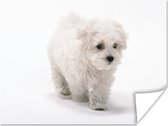 Poster Schattige kleine Maltezer hond - 120x90 cm