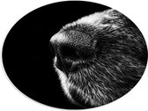 WallClassics - PVC Schuimplaat Ovaal - Honden Snuit Zwart met Wit - 40x30 cm Foto op Ovaal (Met Ophangsysteem)