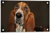 WallClassics - Tuinposter – Bruine Basset Hond - 60x40 cm Foto op Tuinposter (wanddecoratie voor buiten en binnen)