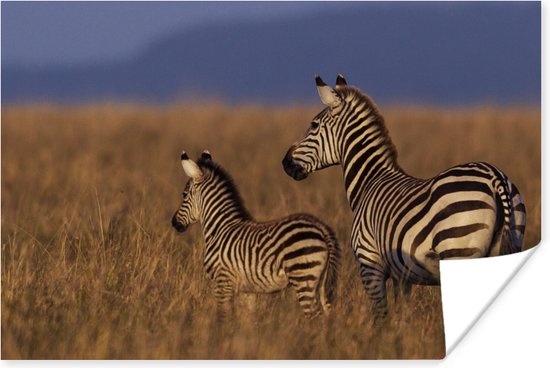 Zebra met jong poster