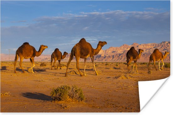 Poster Dromedaris kamelen in Afrikaanse woestijn