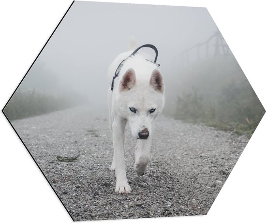 WallClassics - Dibond Hexagon - Eenzame Witte Hond Lopend over een Pad - 80x69.6 cm Foto op Hexagon (Met Ophangsysteem)
