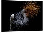 WallClassics - Dibond - Grijze Kroonkraanvogel op Zwarte Achtergrond - 100x75 cm Foto op Aluminium (Wanddecoratie van metaal)