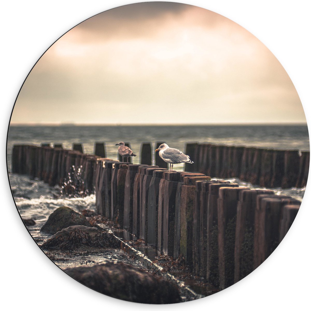 Dibond Muurcirkel - Meeuwen op Houten Palen bij de Zee - 60x60 cm Foto op Aluminium Muurci