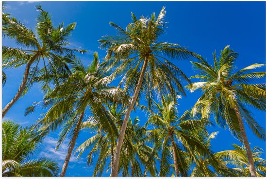 Poster Glanzend – Palmbomen met een Helder Blauwe Lucht - 90x60 cm Foto op Posterpapier met Glanzende Afwerking