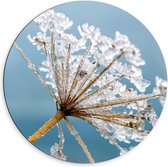 WallClassics - Cercle mural en Dibond - Fleur d'hiver gelée - Photo 60x60 cm sur cercle mural en aluminium (avec système de suspension)