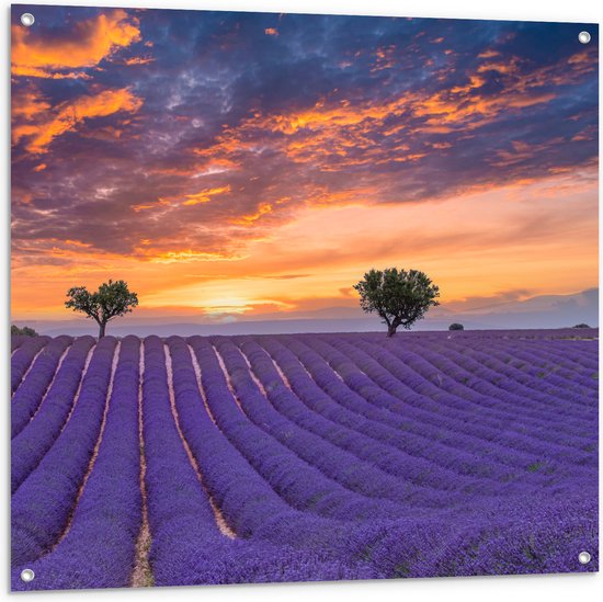 Tuinposter – Zonsondergang bij Lavendel Veld in de Zomer - 100x100 cm Foto op Tuinposter (wanddecoratie voor buiten en binnen)