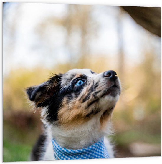 WallClassics - Panneau en mousse PVC – Puppy regardant vers le haut avec des yeux bleu vif dans la forêt – Photo 100 x 100 cm sur panneau en mousse PVC
