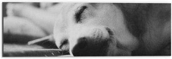 WallClassics - Dibond - Slapende Hond - Zwart Wit - 60x20 cm Foto op Aluminium (Wanddecoratie van metaal)