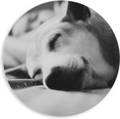 WallClassics - PVC Schuimplaat Muurcirkel - Slapende Hond - Zwart Wit - 80x80 cm Foto op Muurcirkel (met ophangsysteem)