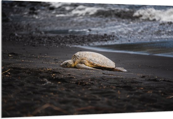 WallClassics - Acrylglas - Schildpad liggend op het Strand - 150x100 cm Foto op Acrylglas (Wanddecoratie op Acrylaat)