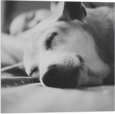 WallClassics - Vlag - Slapende Hond - Zwart Wit - 50x50 cm Foto op Polyester Vlag