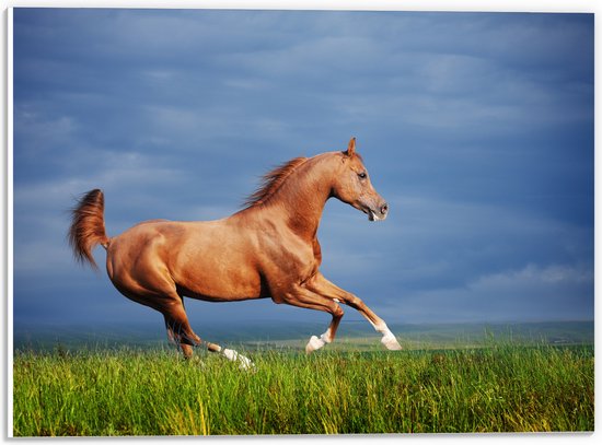 PVC Schuimplaat- Bruin Paard Galopperend in het Gras - 40x30 cm Foto op PVC Schuimplaat