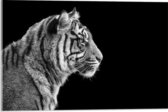 Acrylglas - Zijaanzicht van Kop van Sumatraanse Tijger (Zwart- wit) - 60x40 cm Foto op Acrylglas (Met Ophangsysteem)