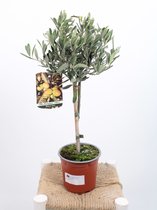 Olea europaea - Olijf boompje - op stam - potmaat 15 cm - planthoogte 50 cm - Plants By Suus