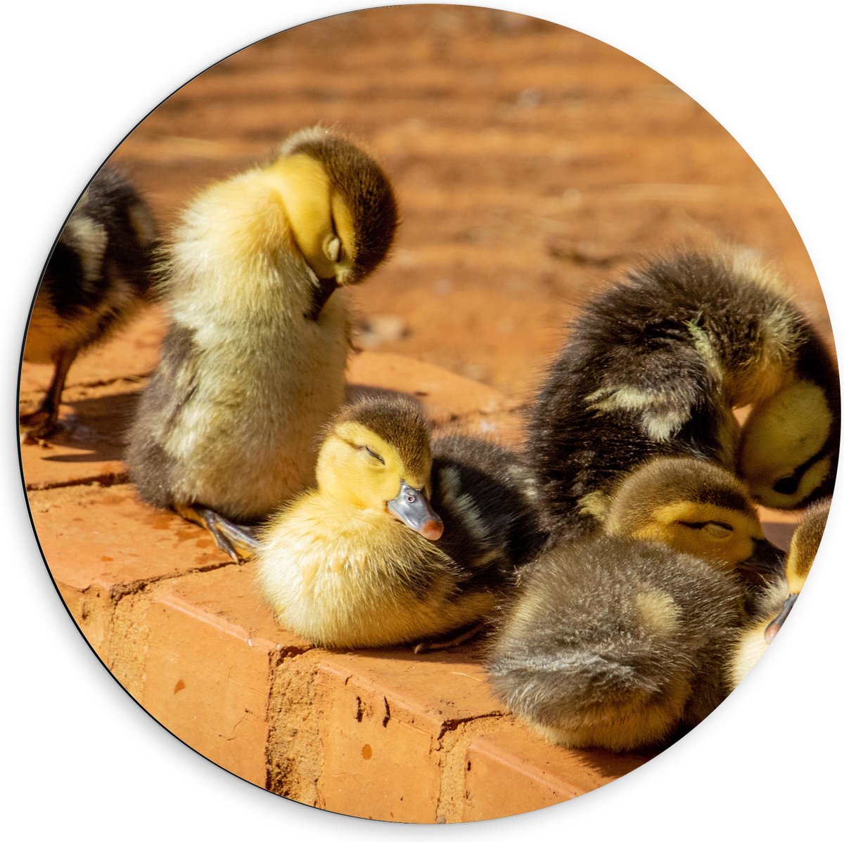 Dibond Muurcirkel - Zes Baby Eendjes op Stenen Muurtje - 60x60 cm Foto op Aluminium Muurcirkel (met ophangsysteem)
