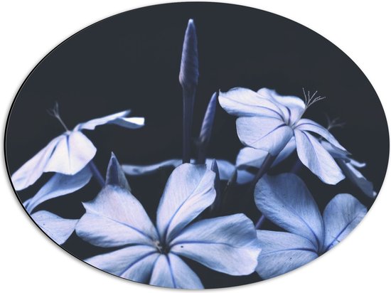 Dibond Ovaal - Vooraanzicht van Kleine Open Bloemen met Blauwe Gloed - 56x42 cm Foto op Ovaal (Met Ophangsysteem)