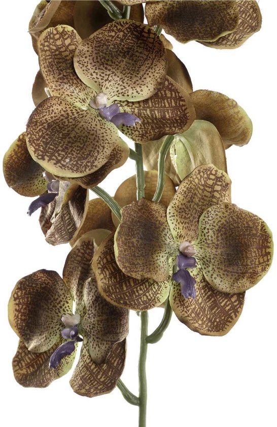 Ptmd orchidee kunstbloem 78 x 17 x 79 cm kunststof bruin bol