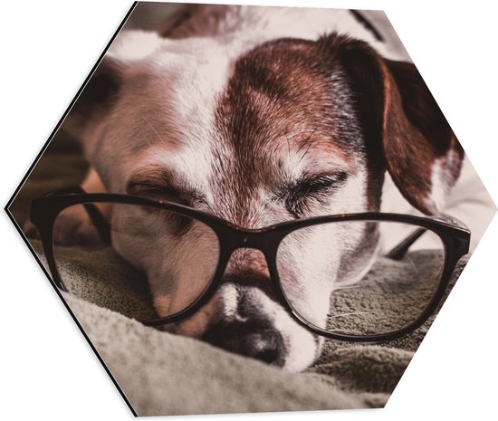 Dibond Hexagon - Liggende Hond met een Zwarte Bril - 50x43.5 cm Foto op Hexagon (Met Ophangsysteem)