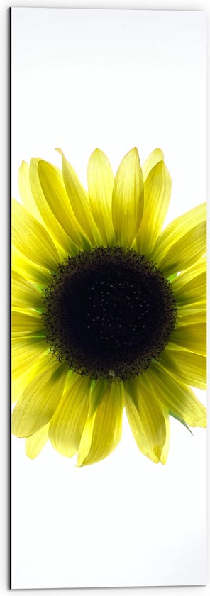 Dibond - Biovenaanzicht van een Gele Zonnebloem met Witte Ondergrond - 30x90 cm Foto op Aluminium (Wanddecoratie van metaal)