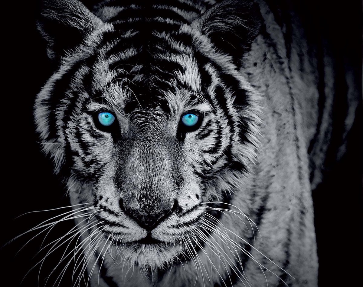 Fotobehang - Vlies Behang - Witte Tijger met Blauwe Ogen - 254 x 184 cm