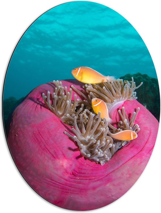 Dibond Ovaal - Oranje Vissen bij Roze Plant in Water - 51x68 cm Foto op Ovaal (Met Ophangsysteem)