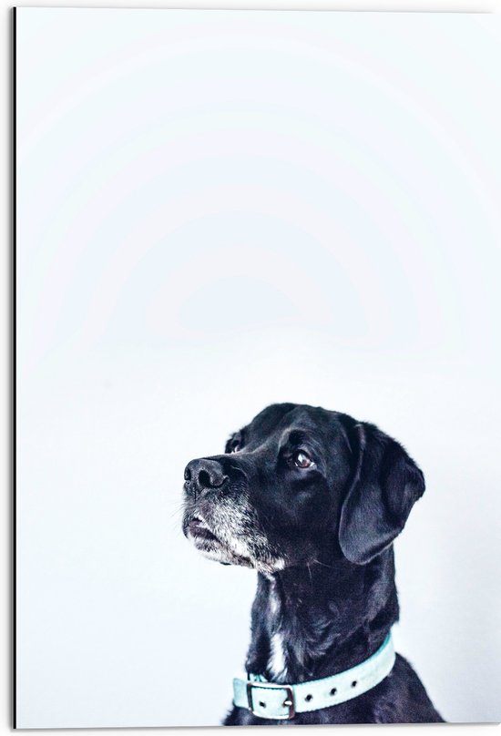 WallClassics - Dibond - Zwarte Hond met Witte Achtergrond - 50x75 cm Foto op Aluminium (Met Ophangsysteem)
