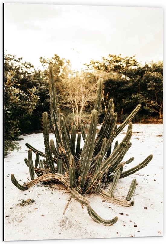 Dibond - Groep Cactussen bij Bosrand in de Duinen - 60x90 cm Foto op Aluminium (Met Ophangsysteem)