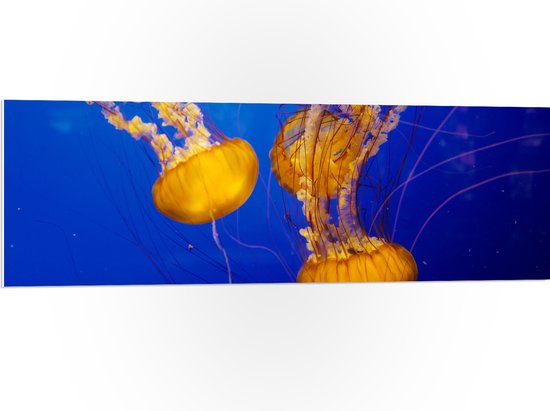 WallClassics - PVC Schuimplaat - Feloranje Kwallen in Donkerblauwe Oceaan - 120x40 cm Foto op PVC Schuimplaat (Met Ophangsysteem)