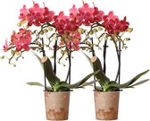 Orchidées Colibri | COMBI DEAL de 2 orchidées Phalaenopsis rouges - Congo - plante d'intérieur fleurie en pot Ø9cm - fraîchement sortie du producteur