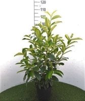 Prunus laurocerasus 'Genolia' - LAURIERKERS 60-80 cm in pot