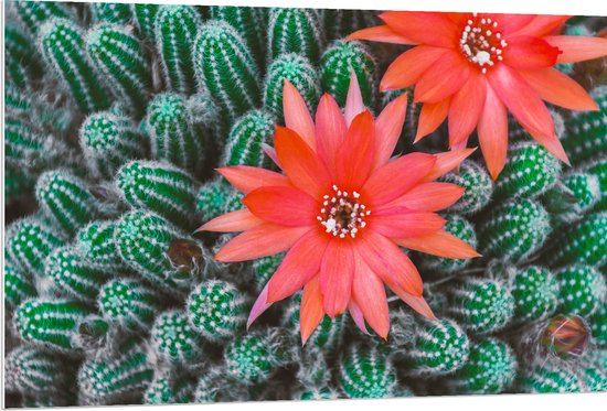 WallClassics - PVC Schuimplaat - Rode Bloemen op Cactusjes - 120x80 cm Foto op PVC Schuimplaat (Met Ophangsysteem)