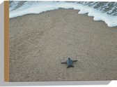 WallClassics - Hout - Kleine Baby Schildpad op het Strand - 40x30 cm - 12 mm dik - Foto op Hout (Met Ophangsysteem)
