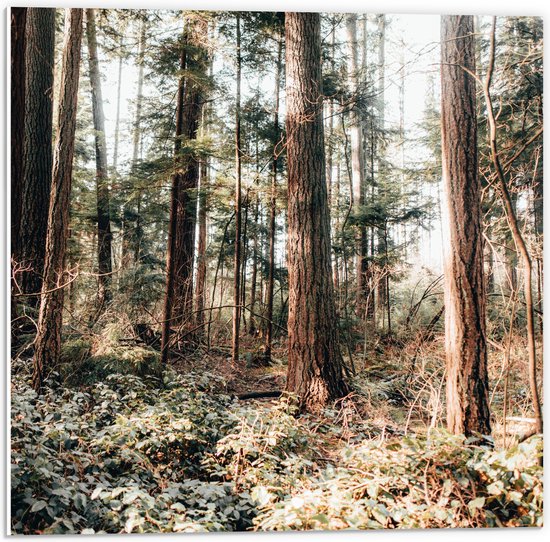 WallClassics - Panneau en mousse PVC - Vieux Arbres dans la forêt - Photo 50x50 cm sur panneau en mousse PVC