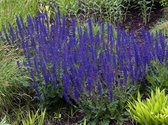 3 stuks | Salvia nemorosa 'Mainacht' P9 cm
